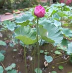 Nancy Mok - Facebook