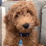 Nancy Carlsmith Moreland - @mydoodlescout - Instagram