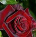 Nancy Moussa - Facebook