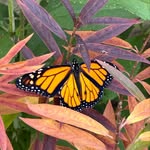 Nancy Nathanson - @monarchwatcher62 - Instagram