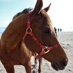Nancy Newkirk - @beenhacked22 - Instagram