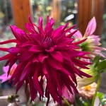 Anthonissen Nancy - @anthonissennancy - Instagram