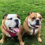 Nancy & Nova - @nancy.and.nova - Instagram