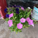 Nanci Nussbaum - @nancinussbaum - Instagram