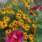 Nancy Lorenz Osterberg - @nanlost - Instagram