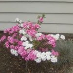 Nancy Ostergaard - @ostergaardnancy - Instagram