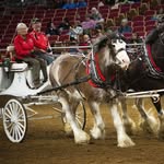 Nancy Osterhaus - @drafthorseyouthnovicecongress - Instagram