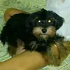 Nancy Palmieri - @nancypalmieridalila - TikTok