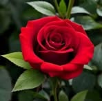 Nancy Perillo Lagarde - Facebook