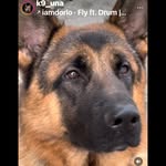 GSD - @nancy_pete_the_gsdog - Instagram