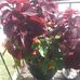 Nancy Petrick - Facebook
