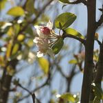 Nancy Piotrowski - @vallejogardenclub - Instagram