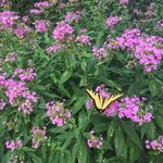 Nancy Piotrowski - @nancy.piotrowski.16 - Instagram