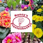 Nancy's Plantenhoekje - @nancysplantenhoekje - Instagram