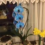 Nancy Plummer-mcdermott - Facebook