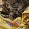 Nancy Poh - @nancy.poh91 - TikTok
