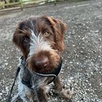 Nancy 🐾 - @nancythewirehairedpointer - Instagram