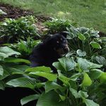 Nancy Polcyn Shurson - @shursonnancy - Instagram