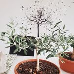 Nancy Polizzi - @nancy.polizzi.31 - Instagram