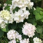 Nancy Ponder - @kitlarou - Instagram