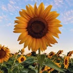 Nancy Poplin - Facebook