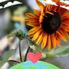 Nancy Presley - @nancy.presley - TikTok
