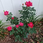 Nancy Pridgen - Facebook