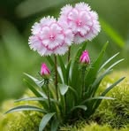 Nancy Puma - Facebook