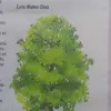 Nancy Puma - @nancy.puma8 - TikTok