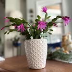 Nancy Quantock - @quantocknancy - Instagram