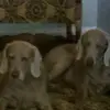 Nancy Quesenberry - @nancy.quesenberry3 - TikTok