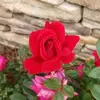 Nancy Rainwater Johnston - @nancy.rainwater.j - TikTok