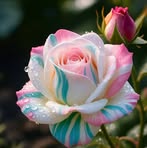 Nancy Ransom - Facebook