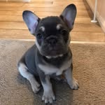 Nancy Read - @nancythedognancy - Instagram