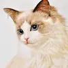 nancyreames629 - @kitty_planet - TikTok