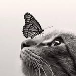 Nancy Rech-Templeton - @nannybear683 - Instagram