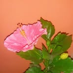 Nancy Recinos - Facebook
