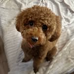 Nancy - @nancyredtoypoo - Instagram