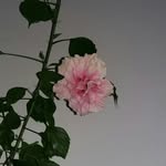 @nancyrequenaa.04 - Instagram