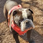 Nancy Ricks - @frankiethesillybulldog - Instagram