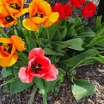 Nancy Ricksham Berthold - @nancyricksham - Instagram
