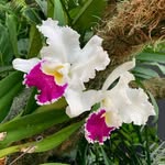 Nancy Riehl - @bloominghouses - Instagram