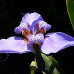 Nancy Brocca - @broccanancy - Instagram