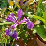 Nancy Rodgers - @nancyrodgersgardendesign - Instagram