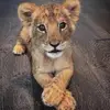 Olivia Nancy Rodrigo - @olivia.nancy.rodrigo - TikTok