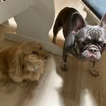 Nancy Romine Minkler - @thecalibamapets - Instagram