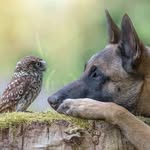 Nancy Roney - @animal.mystic - Instagram