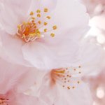 Nancy Roussel - @curiosity_nancy - Instagram