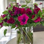 Nancy Rowe - @nancyrowe75 - Instagram
