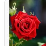 nancy rowy - @rowynancy - Instagram